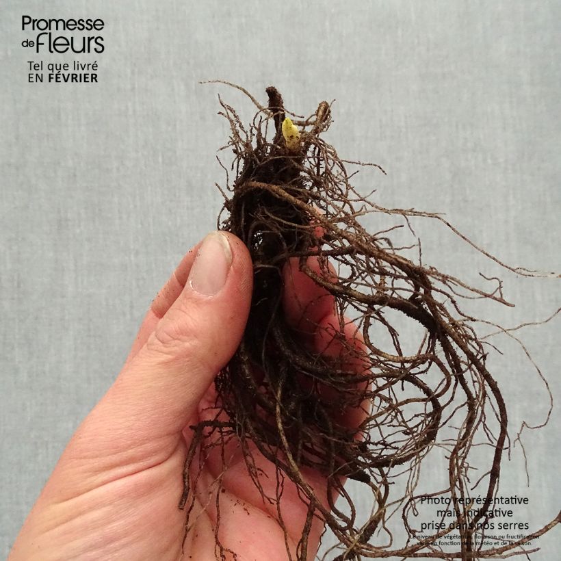 Amostra de Phlox paniculata Younique Old Purple Raízes nuas tal como entregue no inverno