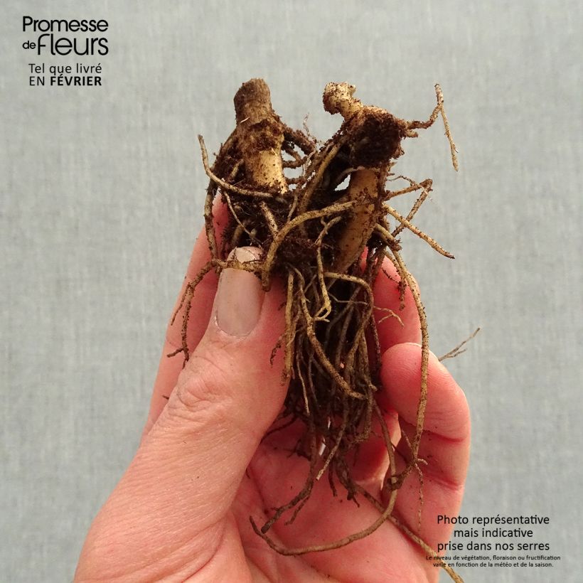 Amostra de Phlox paniculata Younique Orange Raízes nuas tal como entregue no inverno