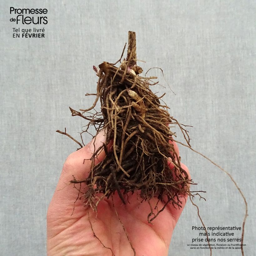 Amostra de Phlox paniculata Younique Red Raízes nuas tal como entregue no inverno
