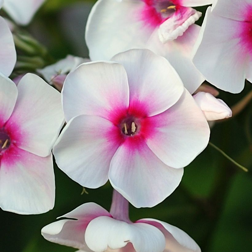 Phlox paniculata Younique Trendy (Floração)