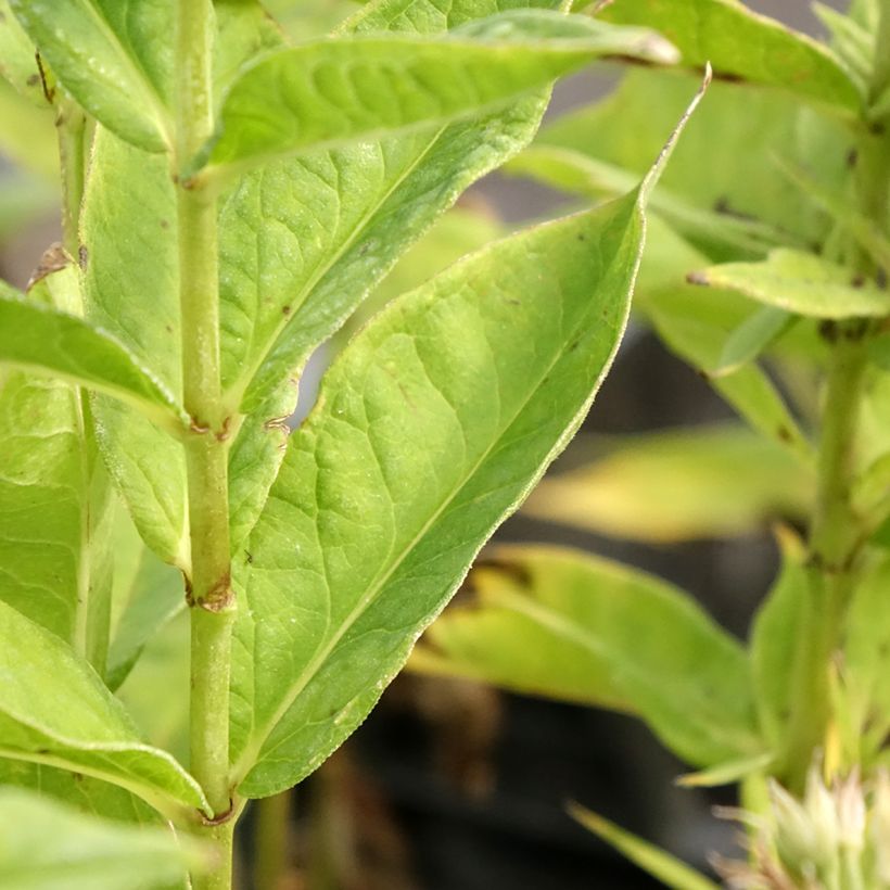 Phlox paniculata Younique Trendy (Folhagem)