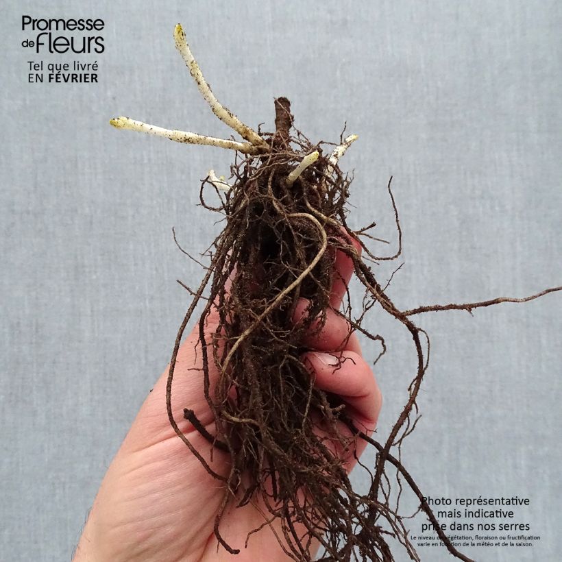 Amostra de Phlox paniculata Younique Trendy Raízes nuas tal como entregue no inverno