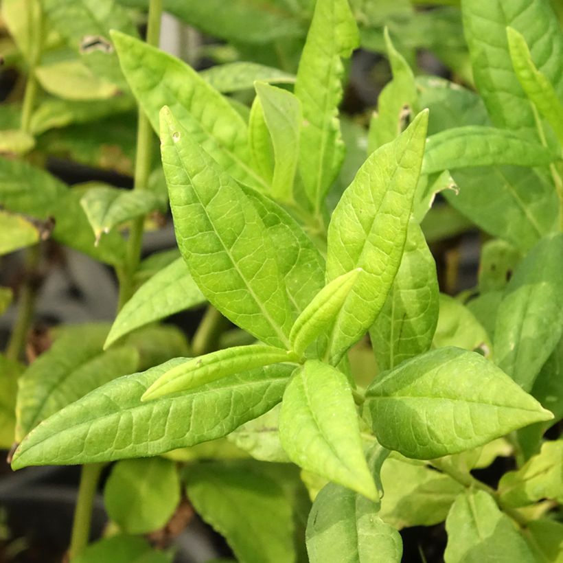 Phlox paniculata Younique White (Folhagem)