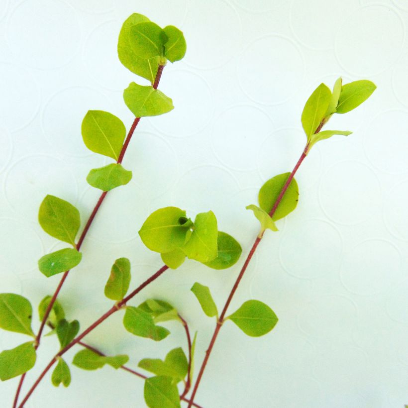 Phlox stolonifera Blue Ridge (Folhagem)