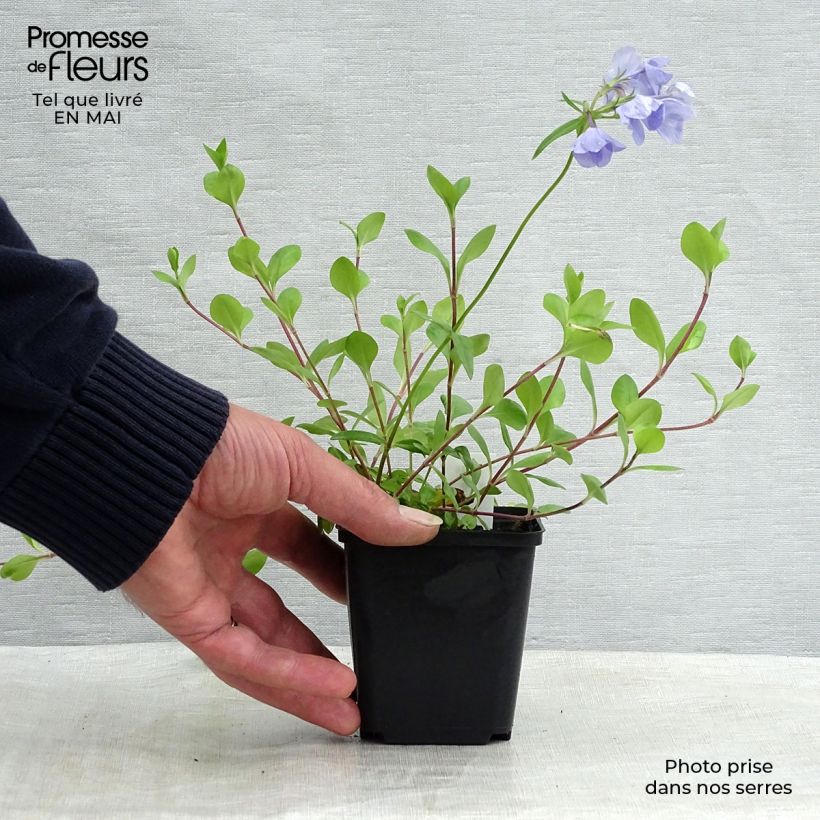 Amostra de Phlox stolonifera Blue Ridge Vaso de 8/9 cm tal como entregue na primavera