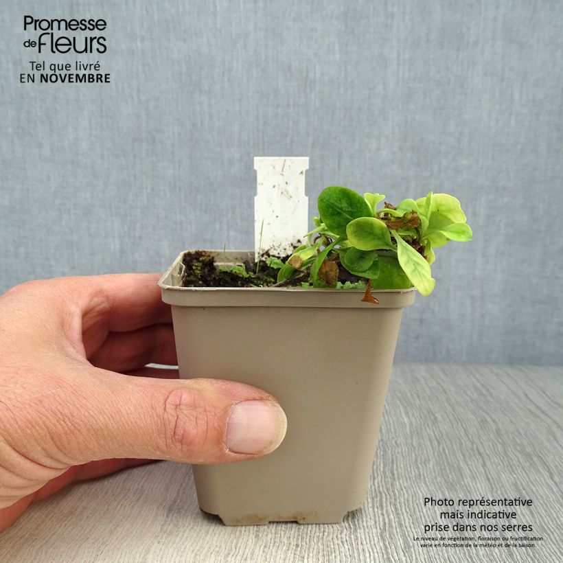 Amostra de Phlox stolonifera Blue Ridge Vaso de 8/9 cm tal como entregue no outono