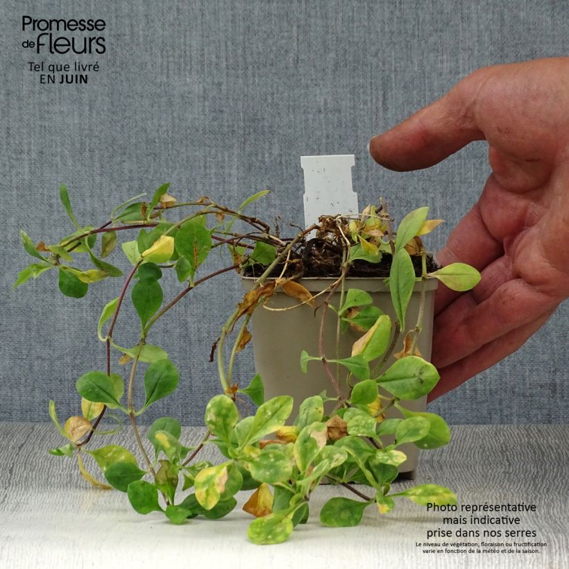 Amostra de Phlox stolonifera Blue Ridge Vaso de 8/9 cm tal como entregue no verão