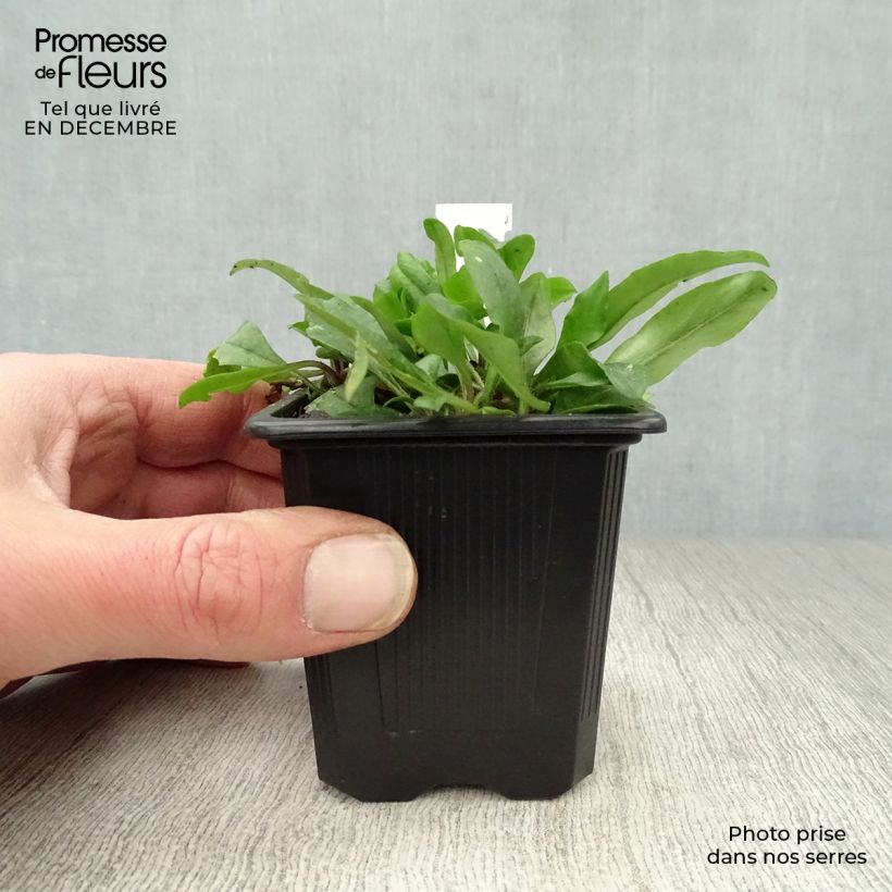 Amostra de Phlox stolonifera Blue Ridge Vaso de 8/9 cm tal como entregue no inverno