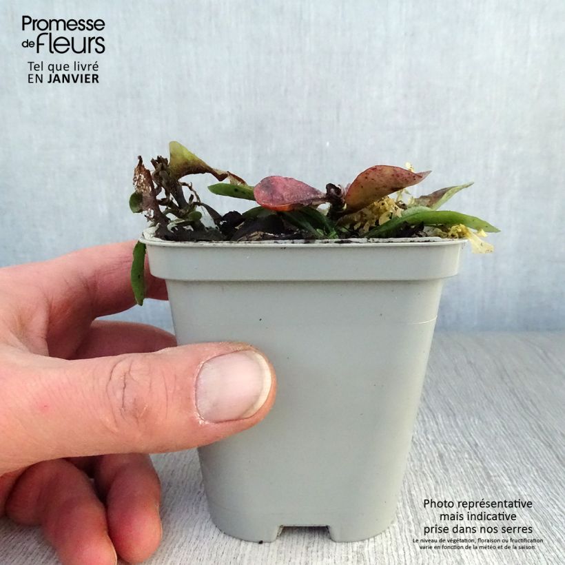 Amostra de Flox-tapete Home Fires - Phlox stolonifera Vaso de 8/9 cm tal como entregue no inverno