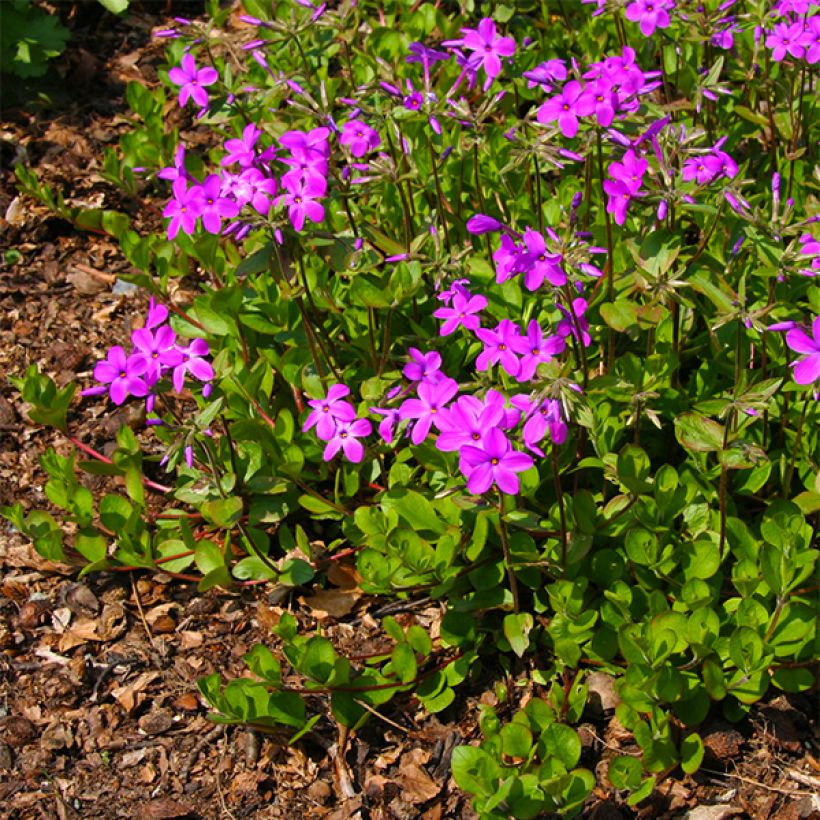 Flox-tapete Purpurea - Phlox stolonifera (Floração)