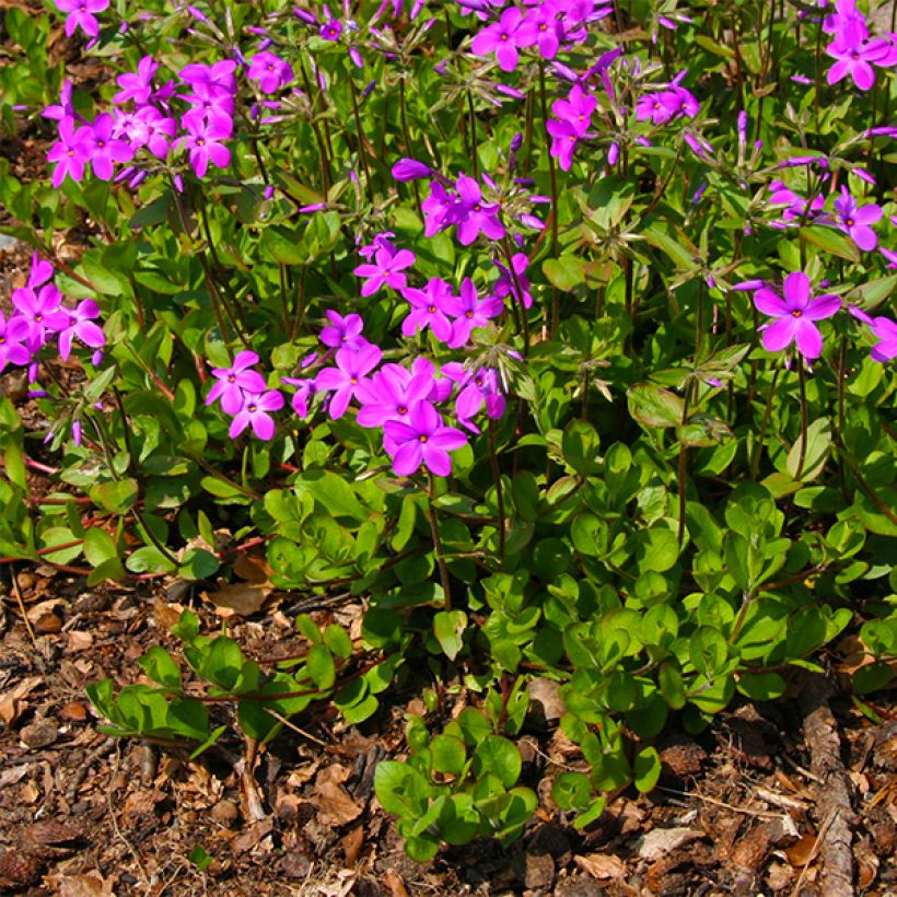 Flox-tapete Purpurea - Phlox stolonifera (Hábito)