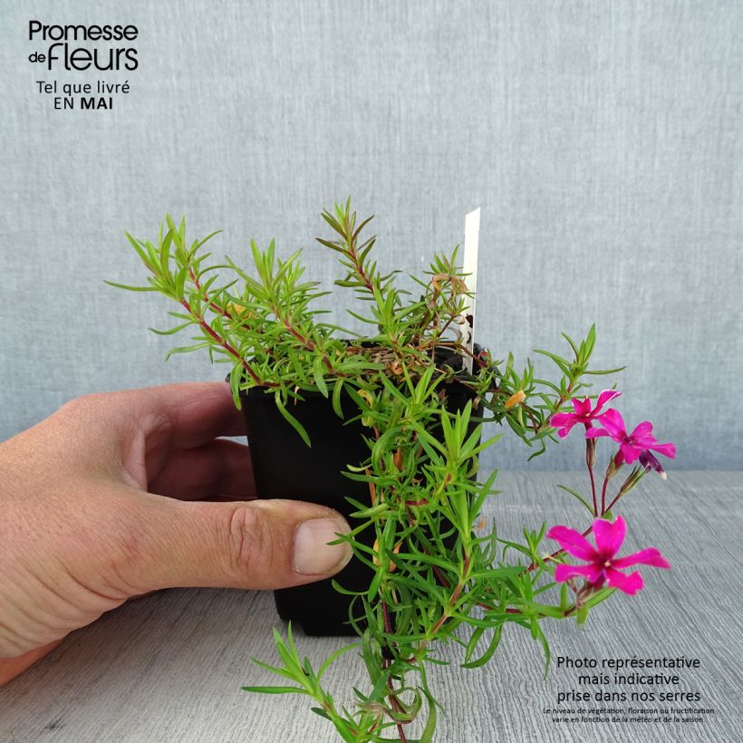 Amostra de Flox-tapete Atropurpurea - Phlox subulata Vaso de 8/9 cm tal como entregue na primavera