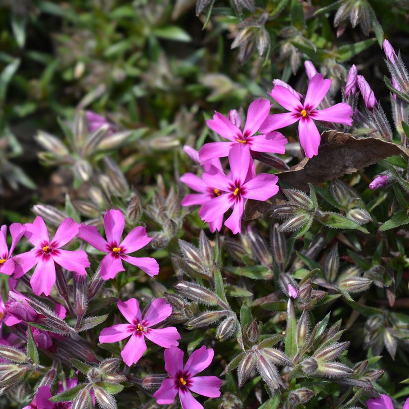 Flox-tapete Atropurpurea - Phlox subulata (Floração)