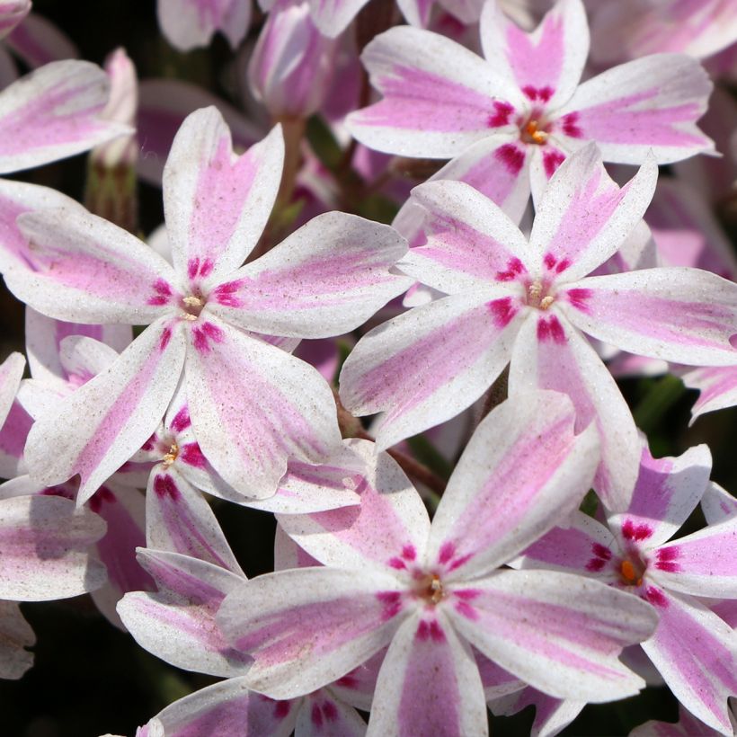 Flox-tapete Drumm - Phlox subulata (Floração)