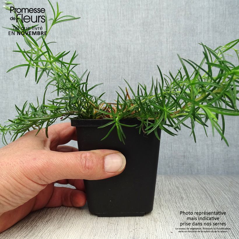 Amostra de Flox-tapete Emerald Cushion Blue - Phlox subulata Vaso de 8/9 cm tal como entregue no outono