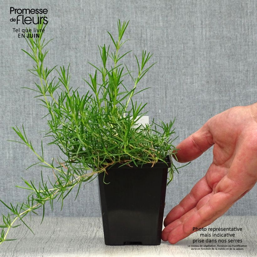 Amostra de Flox-tapete Emerald Cushion Blue - Phlox subulata Vaso de 8/9 cm tal como entregue no verão