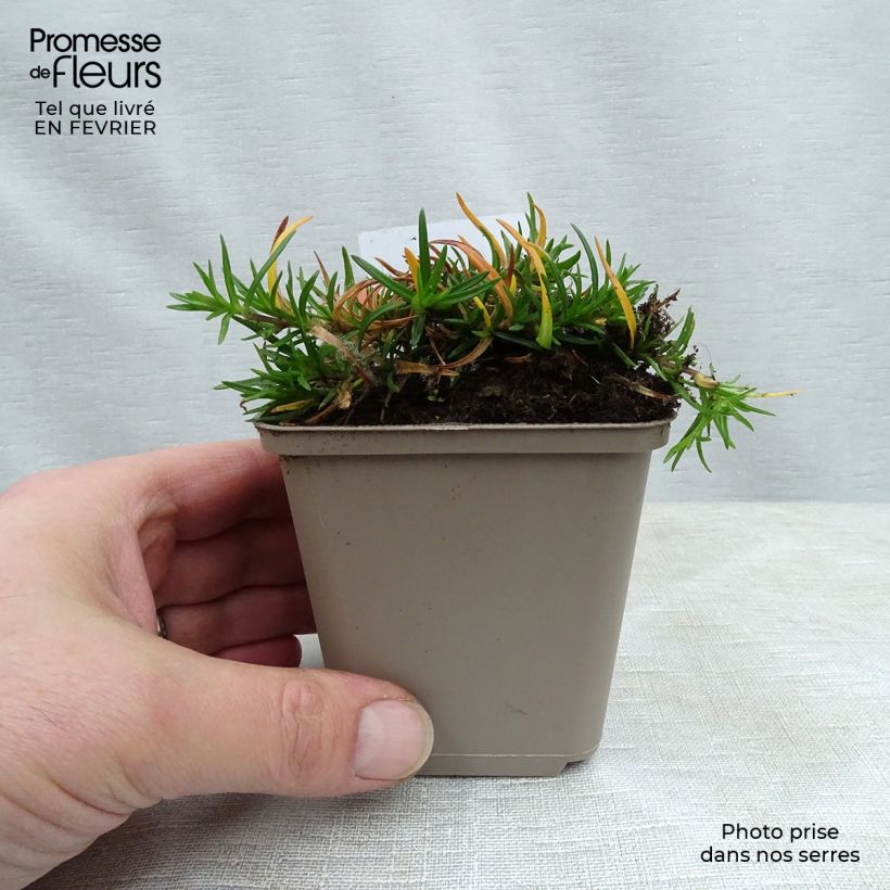 Amostra de Flox-tapete Emerald Cushion Blue - Phlox subulata Vaso de 8/9 cm tal como entregue no inverno