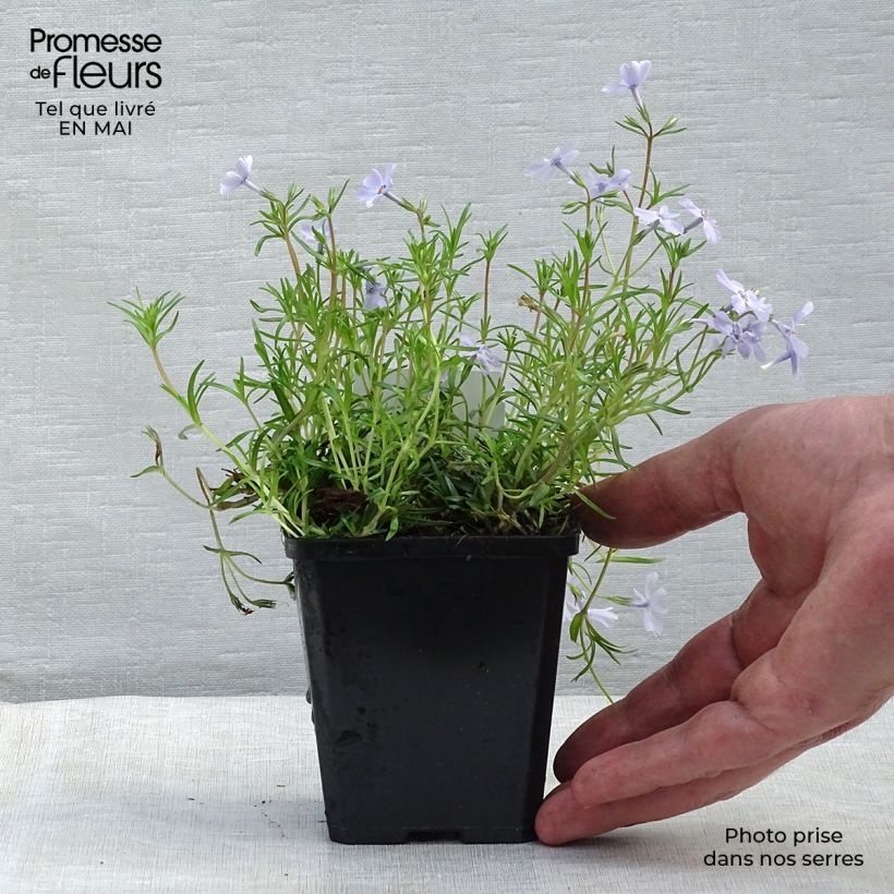 Amostra de Flox-tapete Emerald Cushion Blue - Phlox subulata Vaso de 8/9 cm tal como entregue na primavera