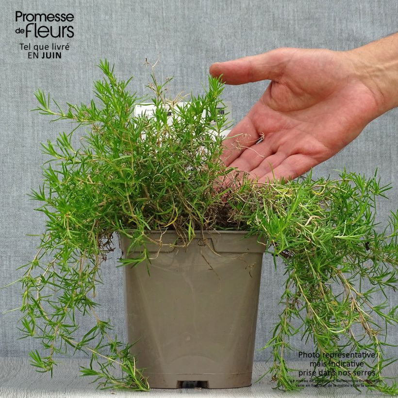 Amostra de Flox-tapete Emerald Cushion Blue - Phlox subulata Vaso de 2 L/3 L tal como entregue no verão