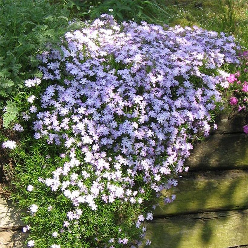 Flox-tapete Emerald Cushion Blue - Phlox subulata (Hábito)