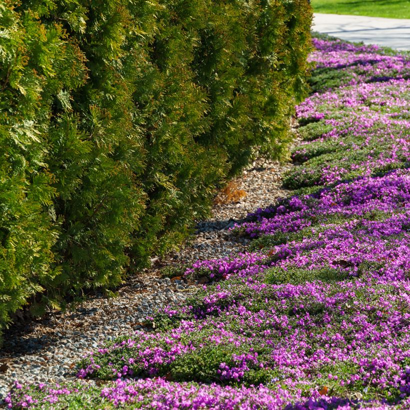 Flox-tapete McDaniel's Cushion - Phlox subulata (Hábito)