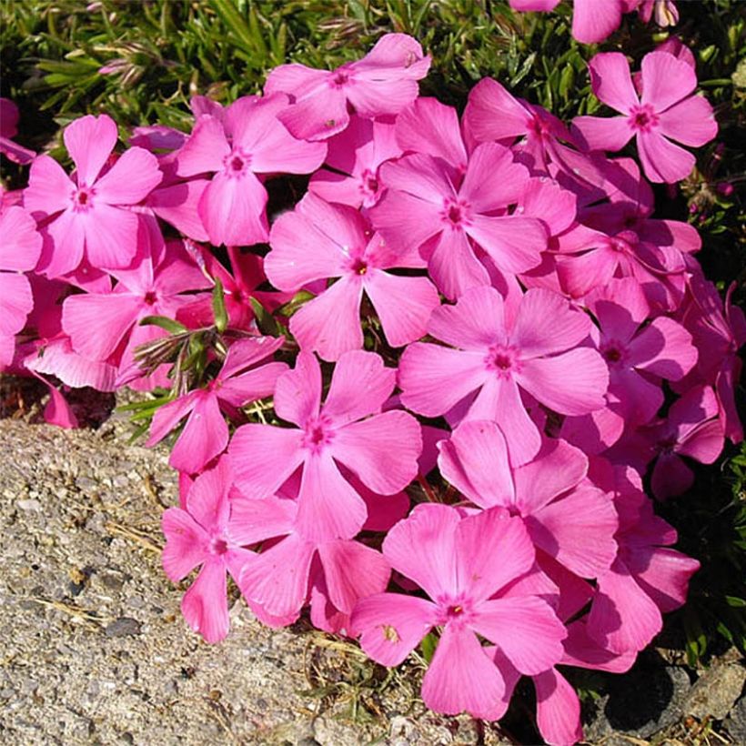 Flox-tapete McDaniel's Cushion - Phlox subulata (Floração)