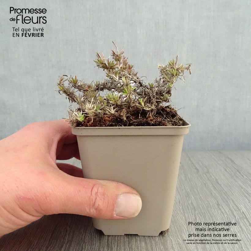 Amostra de Phlox subulata McDaniel's Cushion - Phlox mousse Godet de 8/9 cm tal como entregue no inverno