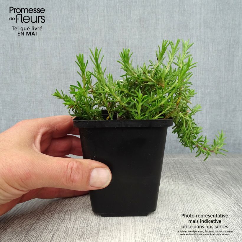 Amostra de Flox-tapete McDaniel's Cushion - Phlox subulata Vaso de 8/9 cm tal como entregue na primavera