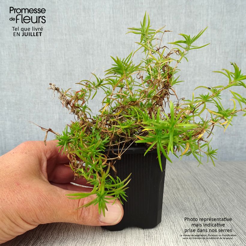 Amostra de Flox-tapete Purple Beauty - Phlox subulata Vaso de 8/9 cm tal como entregue no verão