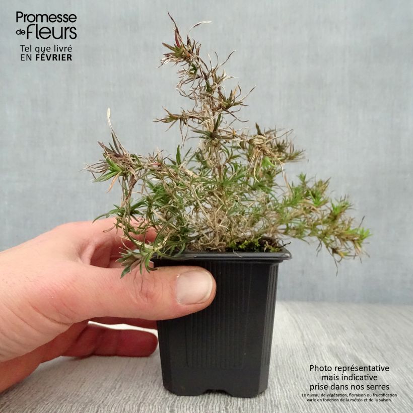 Amostra de Phlox subulata Purple Beauty Vaso de 8/9 cm tal como entregue no inverno