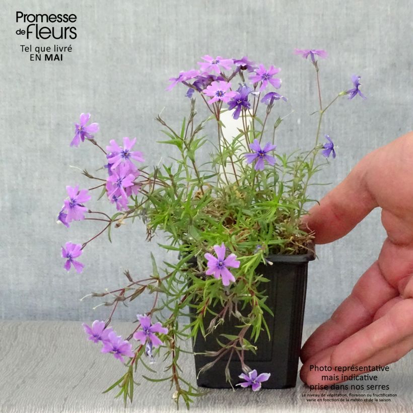 Amostra de Flox-tapete Purple Beauty - Phlox subulata Vaso de 8/9 cm tal como entregue na primavera