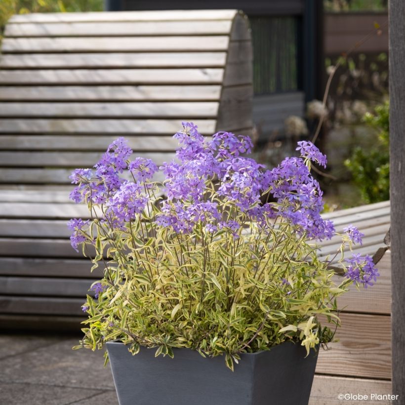 Phlox divaricata Blue Ribbons - Flox-tapete (Hábito)