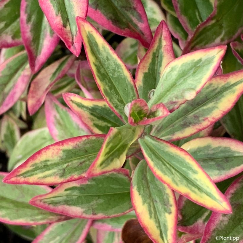 Phlox divaricata Blue Ribbons - Flox-tapete (Folhagem)