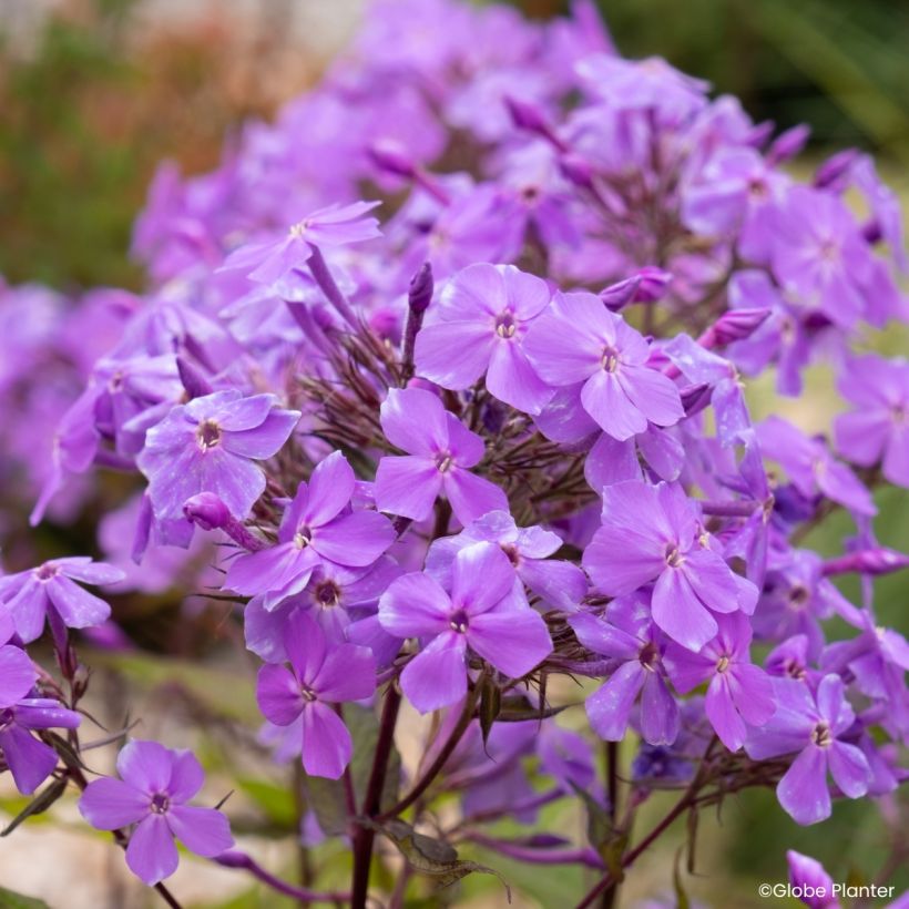 Phlox Queen Paola (Floração)