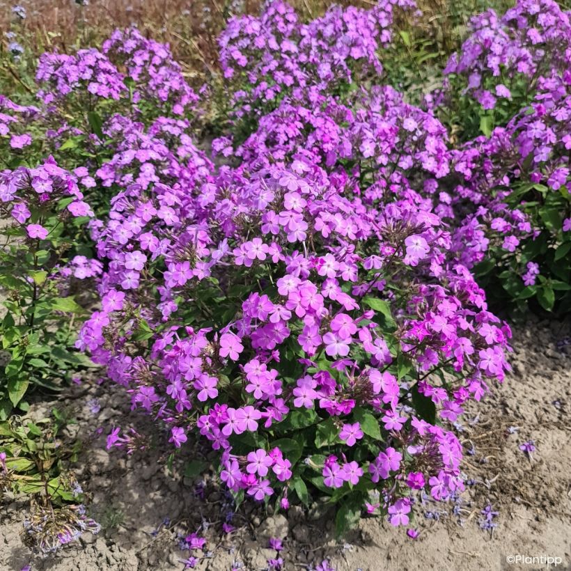 Phlox Queen Paola (Hábito)