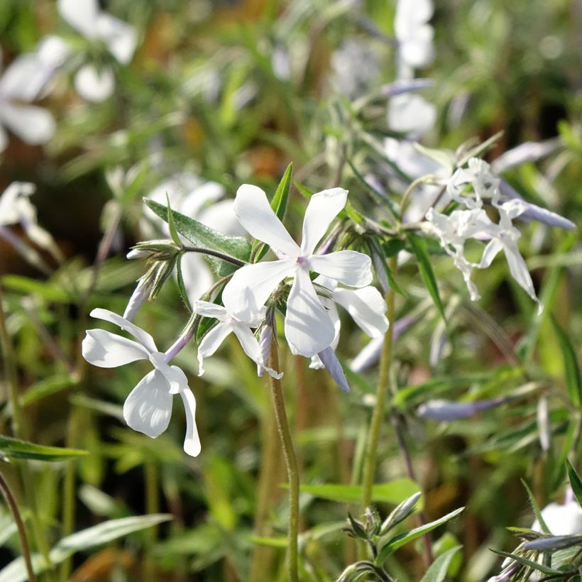 Flox-tapete May Breeze - Phlox divaricata (Floração)