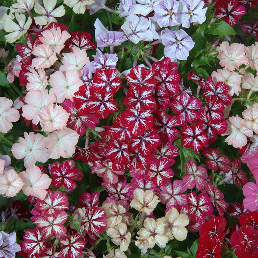 Flox anual Starry Eyes em sementes (Floração)