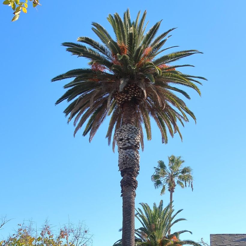 Phoenix andamanensis (Hábito)