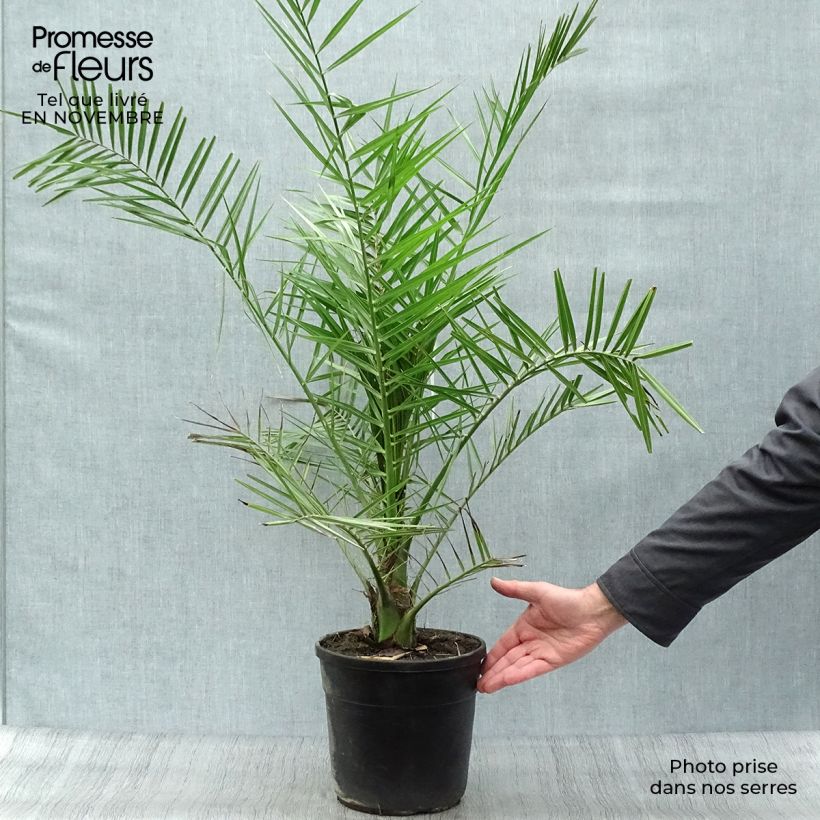 Amostra de Phoenix canariensis Vaso de 6 L/7 L tal como entregue no outono