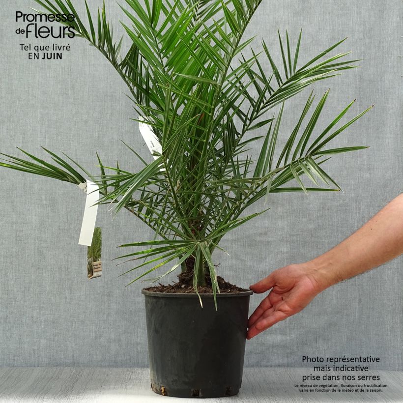 Amostra de Phoenix canariensis Vaso de 6 L/7 L tal como entregue no verão
