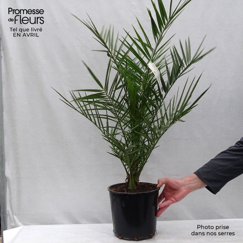Amostra de Phoenix canariensis Vaso de 6 L/7 L tal como entregue na primavera