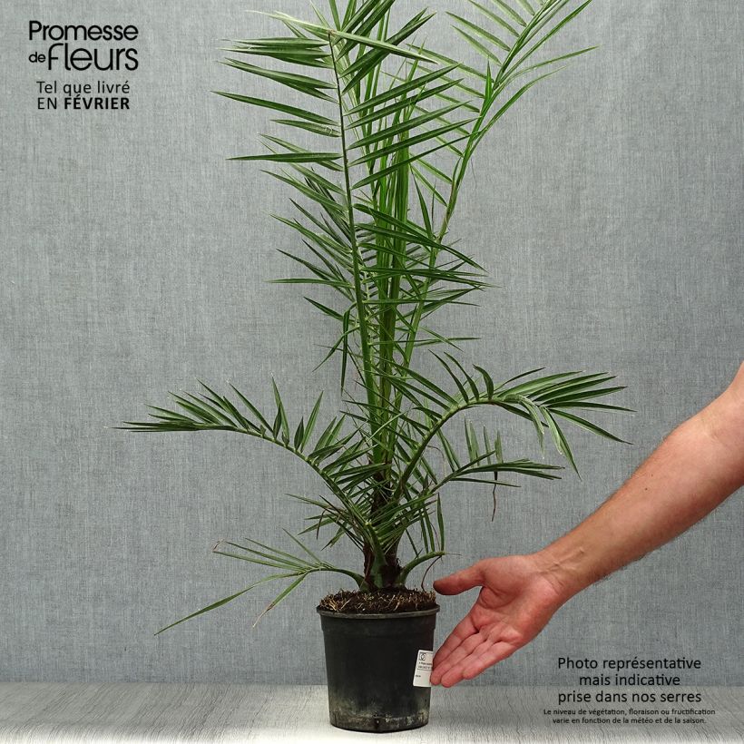 Amostra de Phoenix canariensis Vaso de 1 L/1,5 L tal como entregue no outono