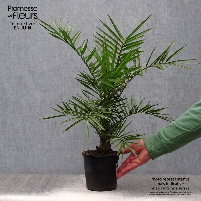 Amostra de Phoenix canariensis Vaso de 1 L/1,5 L tal como entregue no verão