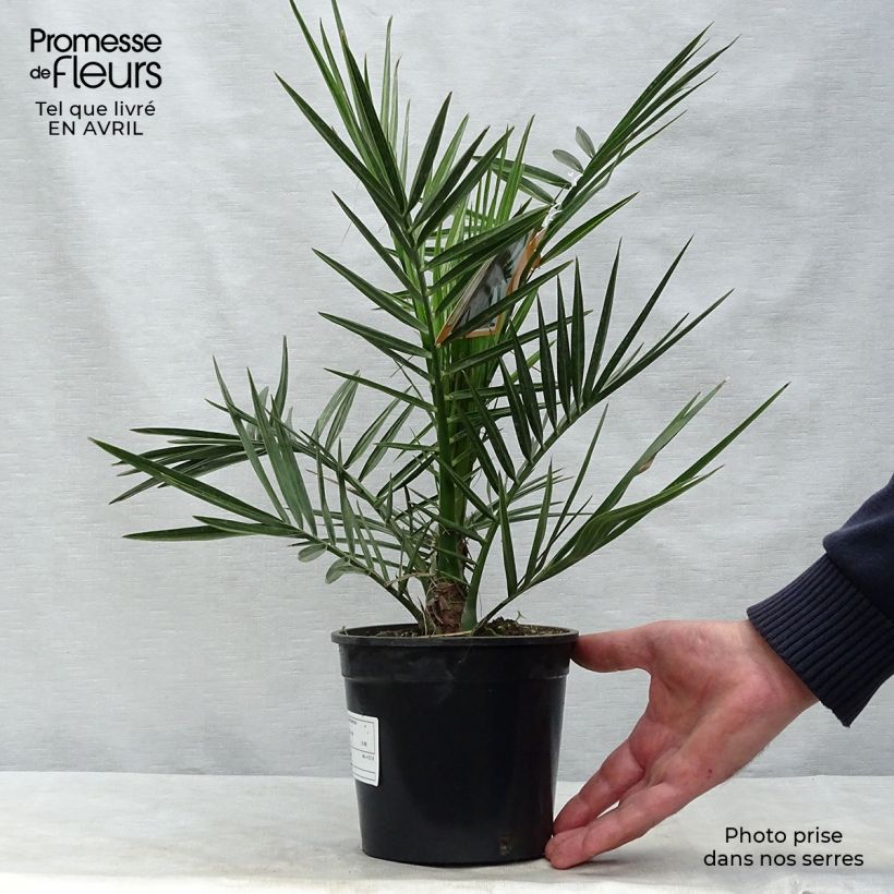 Amostra de Phoenix canariensis Vaso de 1 L/1,5 L tal como entregue na primavera