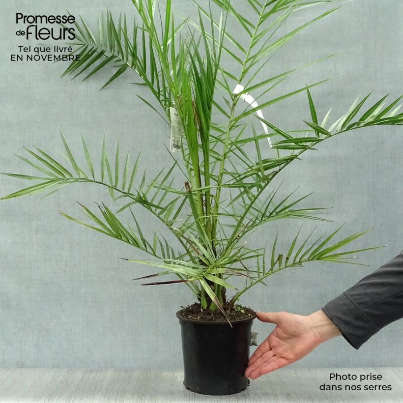 Amostra de Phoenix canariensis Vaso de 3 L/4 L tal como entregue no outono