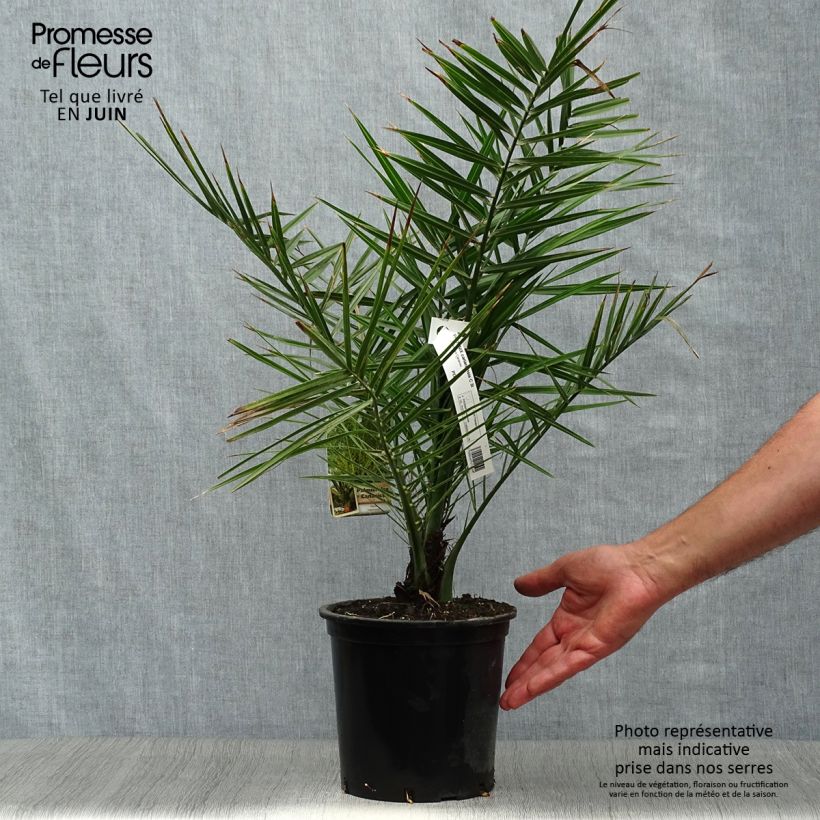 Amostra de Phoenix canariensis Vaso de 3 L/4 L tal como entregue no verão