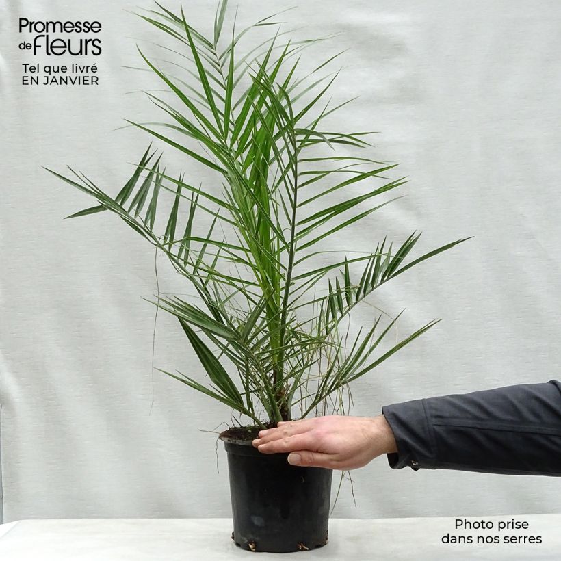 Amostra de Phoenix canariensis Vaso de 3 L/4 L tal como entregue no inverno