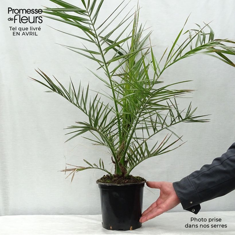 Amostra de Phoenix canariensis Vaso de 3 L/4 L tal como entregue na primavera