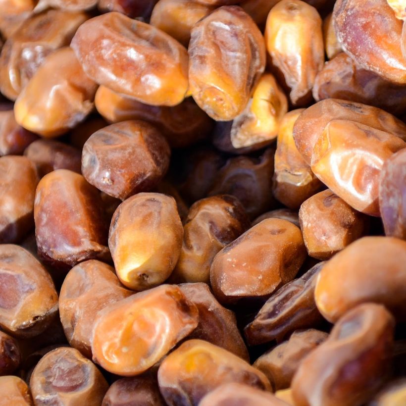 Phoenix dactylifera (Colheita)