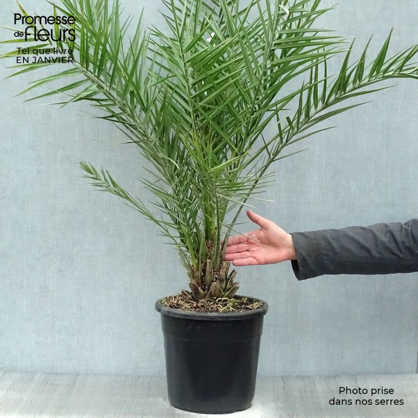 Amostra de Phoenix dactylifera - Palmier-dattier Vaso de 7,5 L/10 L tal como entregue no inverno